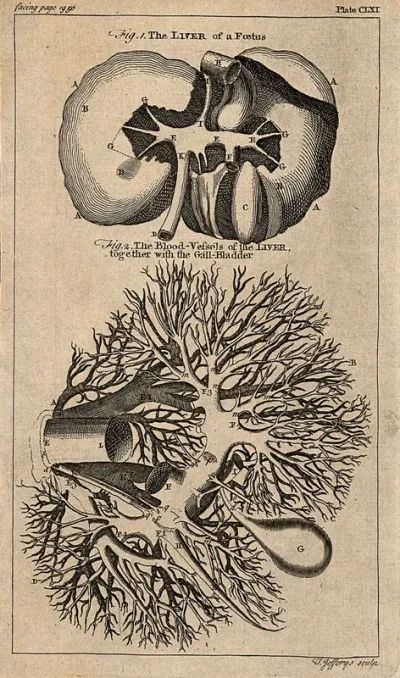 The liver of a foetus: two figures, showing a dissected liver, its blood-vessels, and the gall-bladder