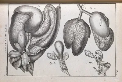 The main internal organs of a turtle