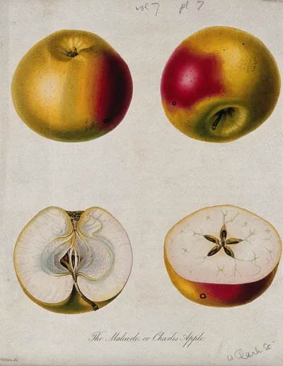 The Malcarle apple (Malus pumila cv.): two entire and two sectioned fruit
