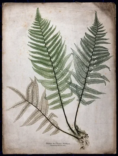 The male fern (Dryopteris filix-mas): fronds and part of rhizome