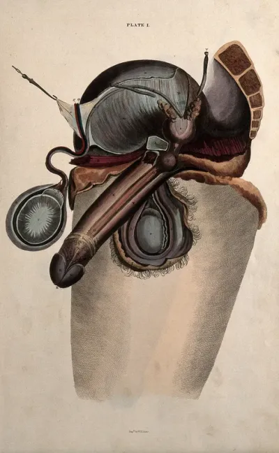The male reproductive system: section through the pelvis of a man showing the sexual organs