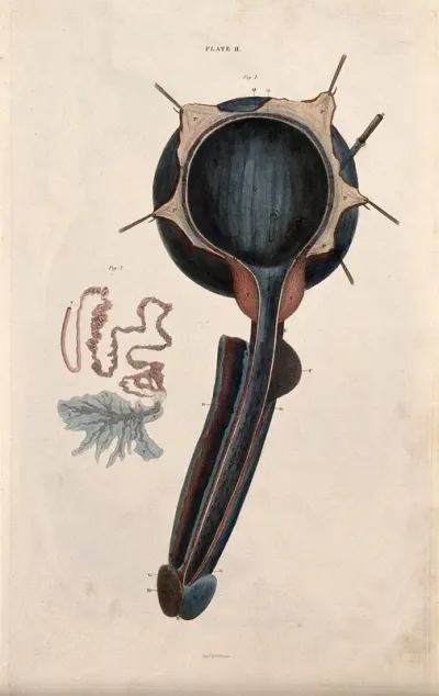 The male reproductive system: two figures, including a section through the penis, prostate gland and bladder