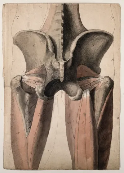 The muscles and bones of the pelvis and thighs