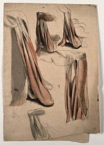 The muscles and tendons of the leg and the arm (?)
