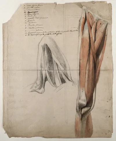 The muscles and tendons of the leg: two figures, including a black chalk sketch of a leg, bent at the knee