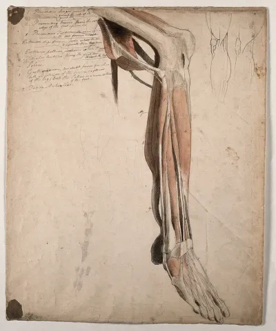 The muscles and tendons of the lower leg and the foot, with two small sketches of the muscles surrounding the knee