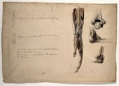 The muscles, bones and tendons of the arm and hand