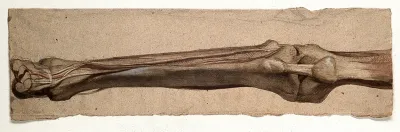 The muscles, bones and tendons of the lower leg and foot, seen from the front