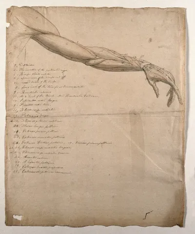 The muscles of the arm and hand