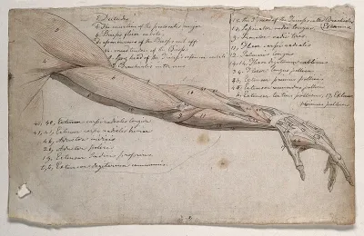 The muscles of the arm and hand