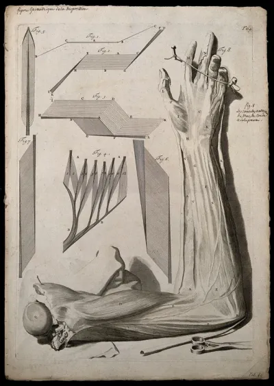 The muscles of the arm and palm of the hand and geometrical diagrams of the tendons and fibres of different muscles