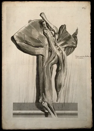 The muscles of the arm, elbow and shoulder and the bones of the lower arm