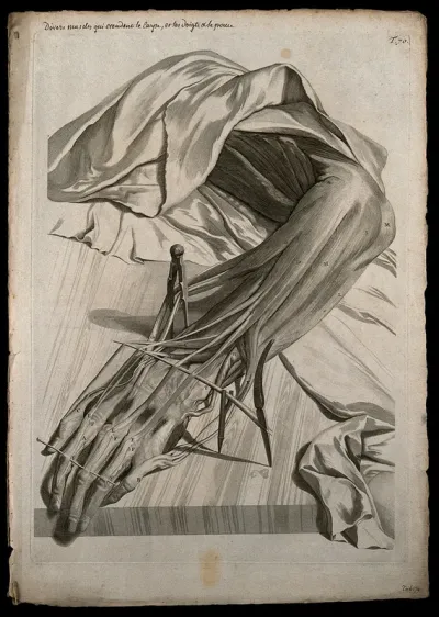 The muscles of the back of the hand and the forearm dissected
