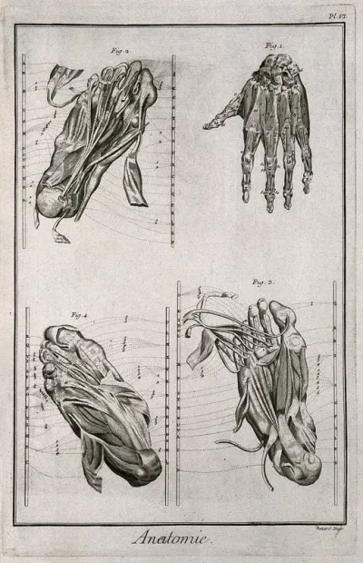 The muscles of the hand, after Albinus, and of the foot, after De Courcelles