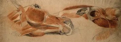 The muscles of the head of a horse, two studies