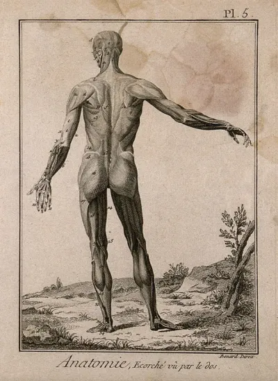 The muscles of the human body, first layer, seen from the back, after Albinus