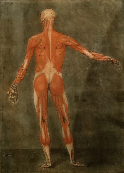 The muscles of the human body, first layer, seen from the back
