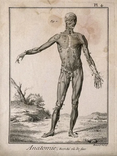 The muscles of the human body, first layer, seen from the front, after Albinus