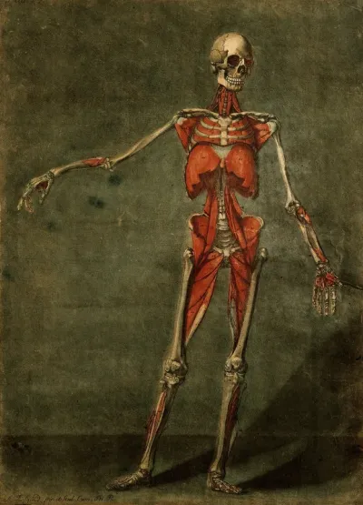 The muscles of the human body, fourth layer, seen from the front