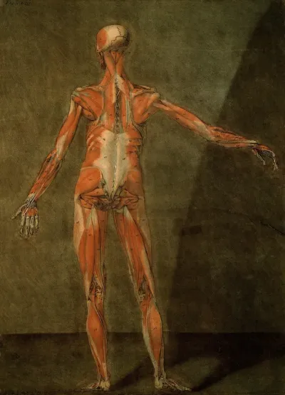The muscles of the human body, second layer, seen from the back