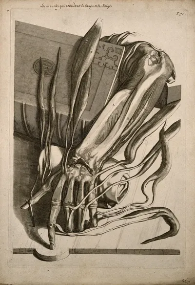 The muscles of the lower arm and hand dissected and spread out across the dissecting table and a book