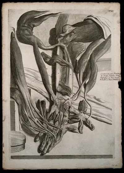 The muscles of the lower arm which act on the fingers, thumb and wrist raised from their origins and left at their insertions