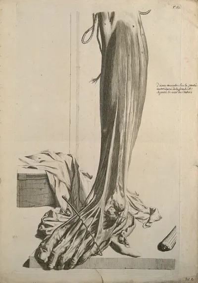 The muscles of the lower leg with the tendons separated from each other