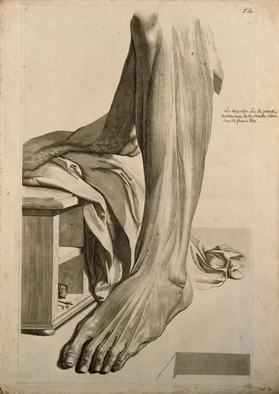 The muscles of the lower leg