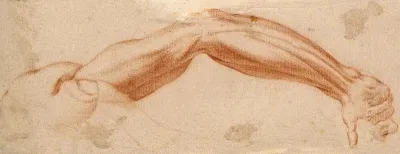 The muscles of the suspended right arm and upper right shoulder, seen from the back