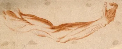 The muscles of the suspended right arm, seen from the front