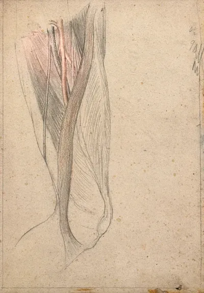 The muscles, tendons, arteries and veins of the thigh