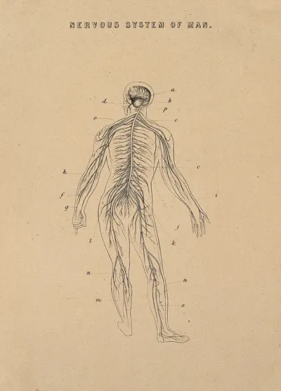 The nervous system: illustration of a human figure seen from behind, showing the brain and the nerves of the body