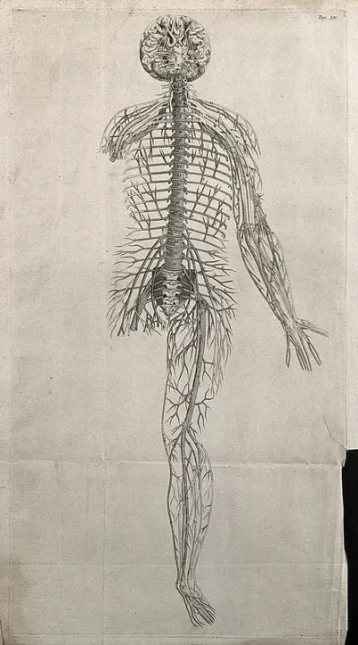 The nervous system of the human body