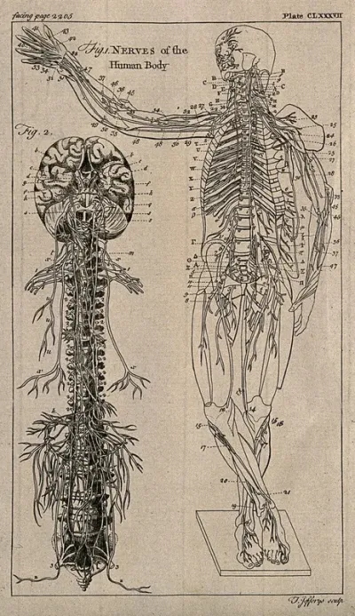 The nervous system: two figures showing the brain, spine and nerves, and and an écorché figure with the nervous system indicated