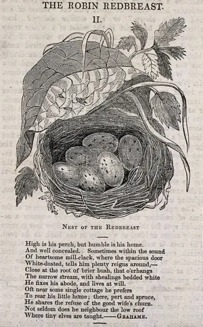 The nest and clutch of eggs of a robin