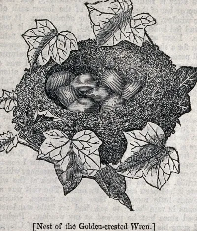 The nest and clutch of eggs of a wren