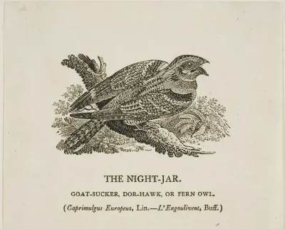 The Night-Jar