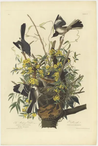The northern mockingbird. From The Birds of America