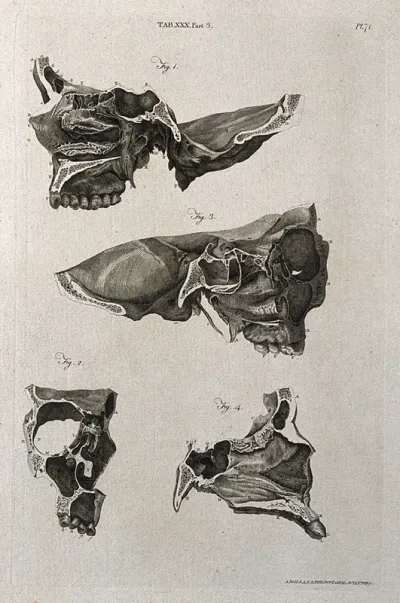 The nose: four figures