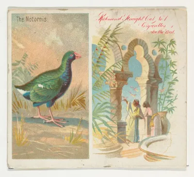 The Notornis, from Birds of the Tropics series (N38) for Allen & Ginter Cigarettes
