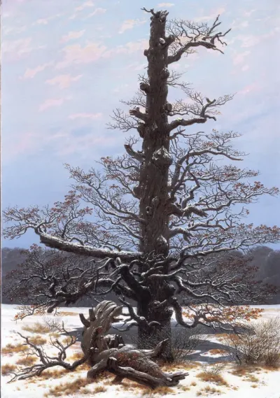 The Oaktree in the Snow