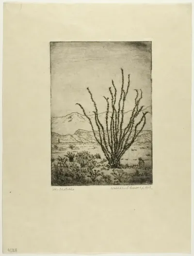The Ocotillo
