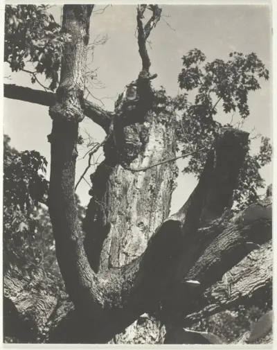 The Old Maple—Lake George