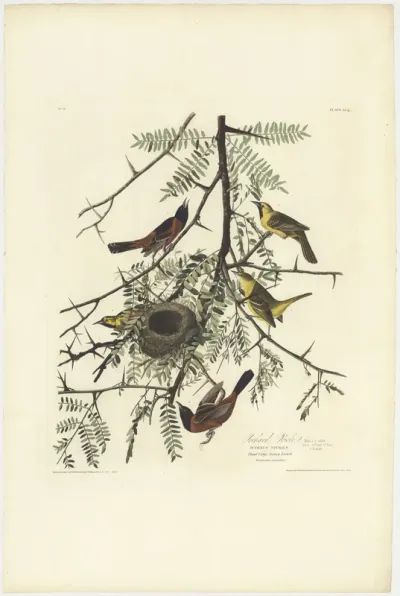 The Orchard Oriole. From The Birds of America