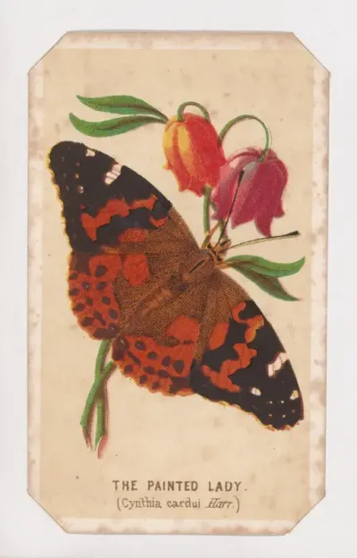 The Painted Lady butterfly card from the Butterflies and Moths of America series