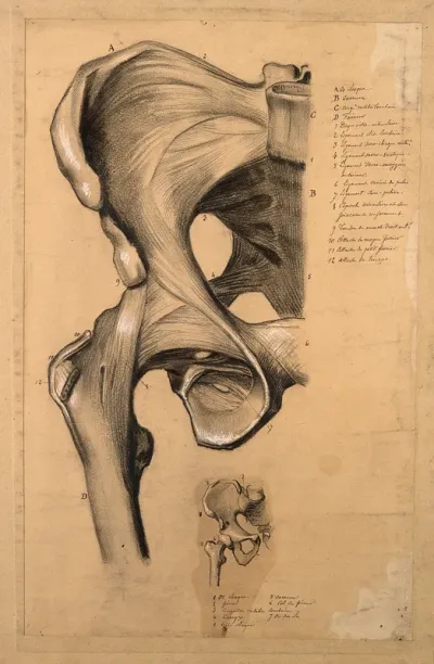 The pelvis, front view: two studies, showing the bones and ligaments of the right-hand side of the pelvis