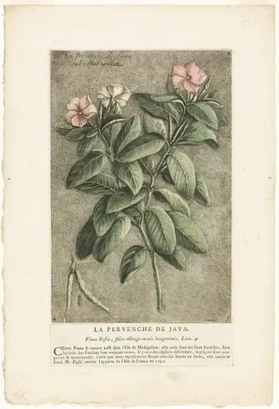 The Periwinkle of Java, from Collection of Usual, Curious, and Foreign Plants