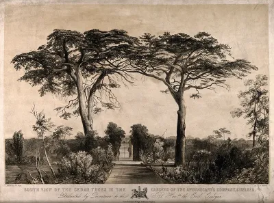 The Physic Garden, Chelsea: a view towards the river showing the cedars by the wall