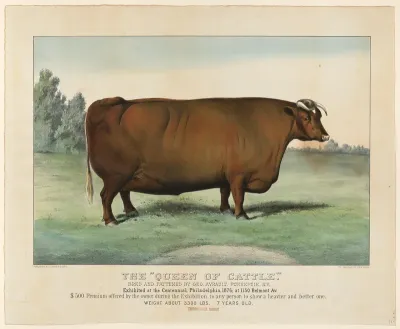 The "Queen of Cattle" Bred and Fattened by George Ayrault, Poughkeepsie, New York, Exhibited at the Centennial, Philadelphia, 1876