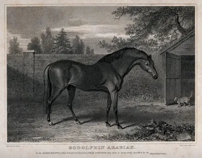 The racehorse Godolphin Arabian, with a cat